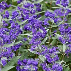 Bradavec klandonský (Caryopteris clandonensis) ´DARK KNIGHT´, kont. C2L